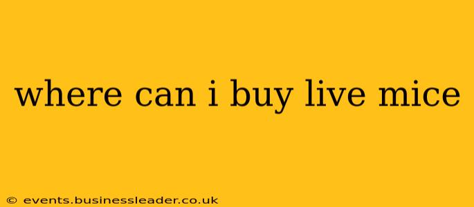 where can i buy live mice