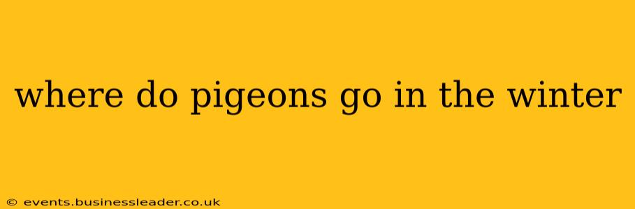where do pigeons go in the winter
