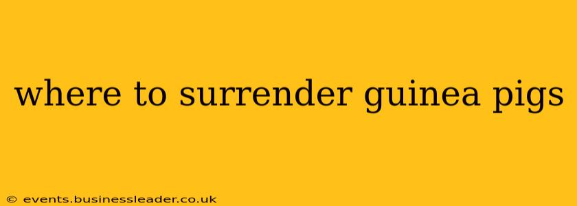 where to surrender guinea pigs
