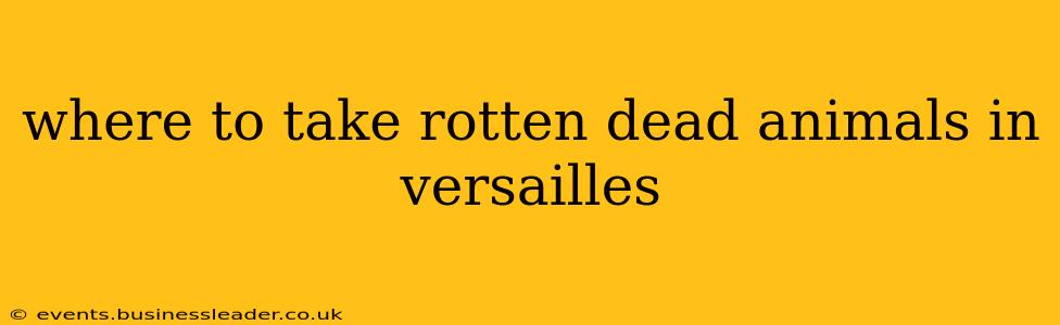 where to take rotten dead animals in versailles