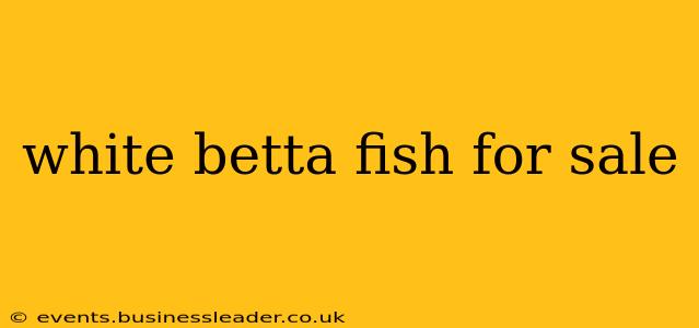 white betta fish for sale