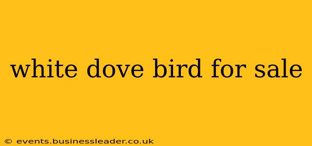 white dove bird for sale