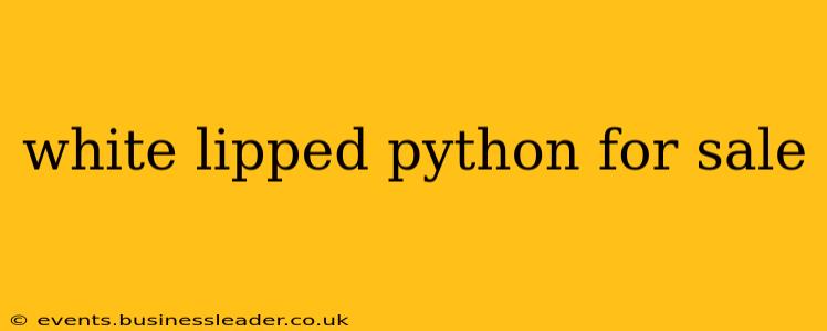 white lipped python for sale