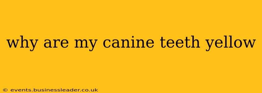 why are my canine teeth yellow
