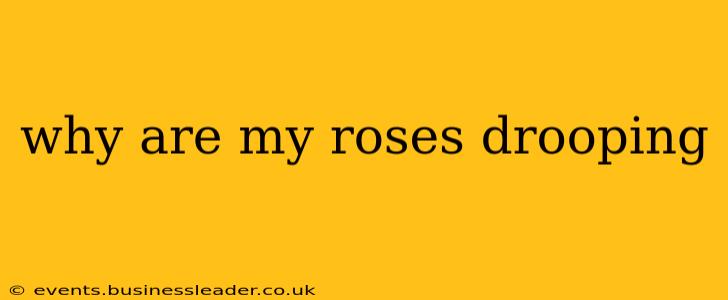 why are my roses drooping