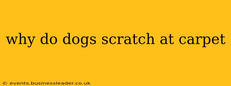 why do dogs scratch at carpet