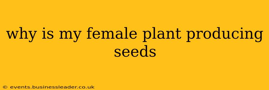 why is my female plant producing seeds