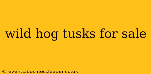 wild hog tusks for sale