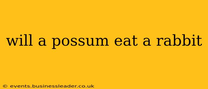will a possum eat a rabbit