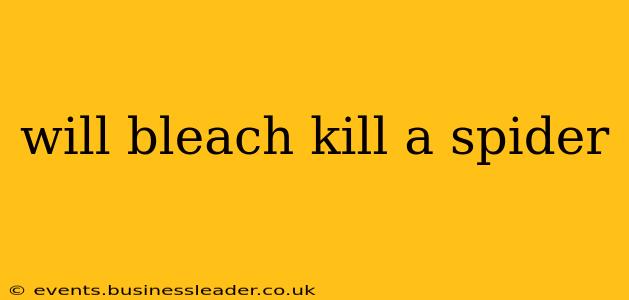 will bleach kill a spider