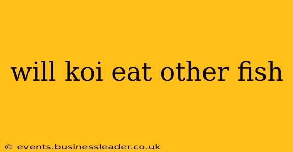 will koi eat other fish