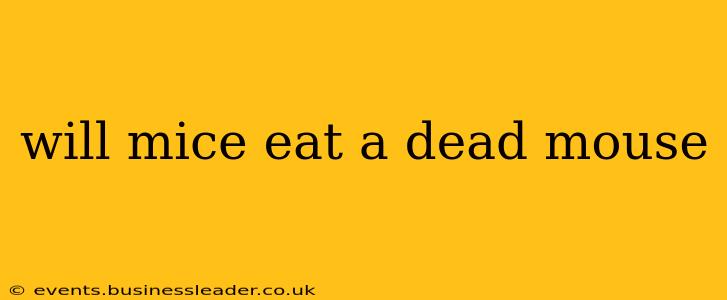 will mice eat a dead mouse