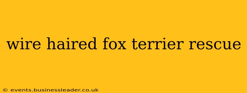 wire haired fox terrier rescue