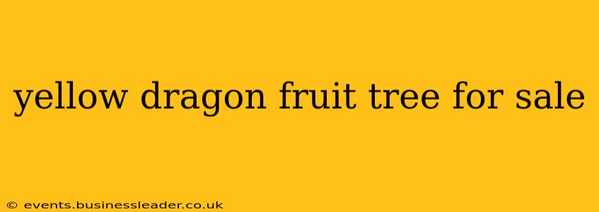 yellow dragon fruit tree for sale