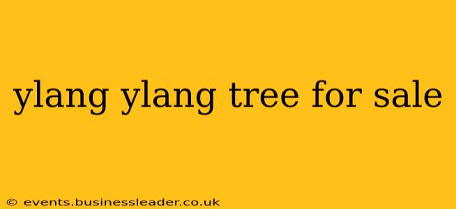 ylang ylang tree for sale